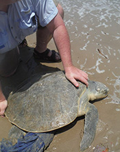 nest found at Surfside