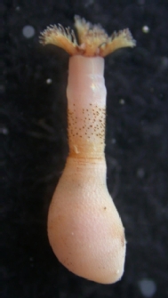 alutacea thumbnail