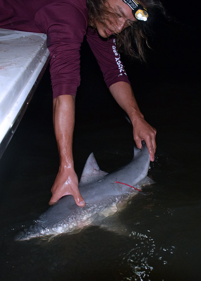 Wells Shark Biology and Fisheries Science Lab