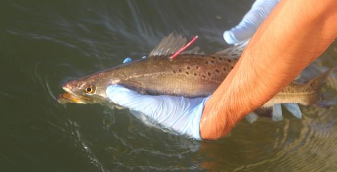 Wells Shark Biology and Fisheries Science Lab